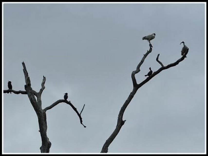 ACCEPTANCE.....Sue Tardinardi